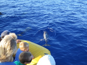 Maui Whale Trip 045
