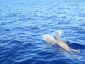 Maui Whale Trip 054