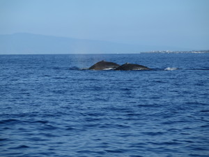 Maui Whale Trip 066