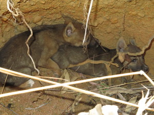 steve-irwin-refuge-web-10