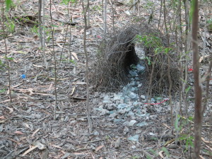 steve-irwin-refuge-web-13