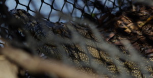 steve-irwin-refuge-web-21