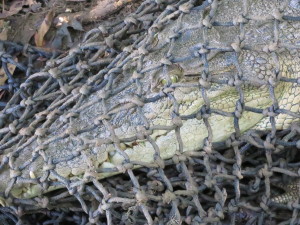 steve-irwin-refuge-web-22
