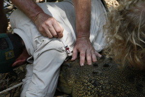 steve-irwin-refuge-web-27