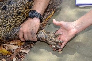 steve-irwin-refuge-web-31