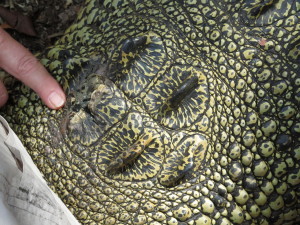 steve-irwin-refuge-web-34
