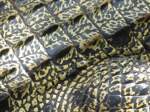 steve-irwin-refuge-web-35