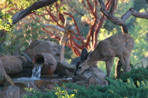 Doe at our pond