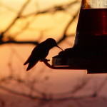 Hummingbirds at sunset 001