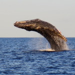 Maui Whale Trip 026 Big breech