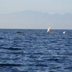 Maui Whale Trip 033