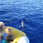 Maui Whale Trip 045