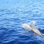 Maui Whale Trip 054