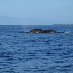 Maui Whale Trip 066