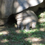 austrailia-zoo-024