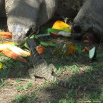austrailia-zoo-029
