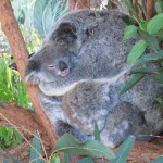 austrailia-zoo-037