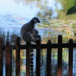 austrailia-zoo-111