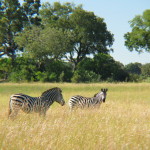 2 Okavango Delta Day 2- 047