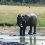 3 Hwange Park All Day Game Drive013