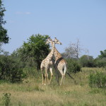 3 Hwange Park All Day Game Drive032