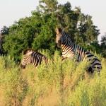 3 Okavango Delta Day 3- 027