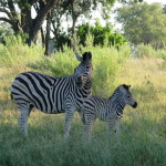 3 Okavango Delta Day 3- 046