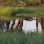 4 Okavango Delta Day 4- 014