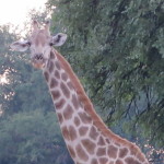 4 Okavango Delta Day 4- 033