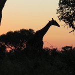 4 Okavango Delta Day 4- 042