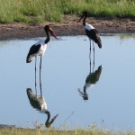 4 Okavango Delta Day 4- 071