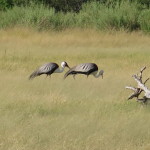 4 Okavango Delta Day 4- 073