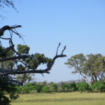 4 Okavango Delta Day 4- 074