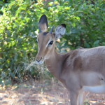 Chobe Park 038