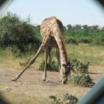 Chobe Park 308