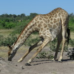 Chobe Park 322
