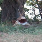 Chobe Park Morning 008