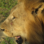 Chobe Park Morning 018