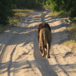 Chobe Park Morning 019