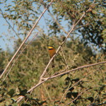 Chobe Park Morning 033