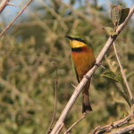 Chobe Park Morning 033a