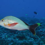 Dive 17 Rangaroi 006