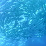 Dive 17 Rangaroi 025